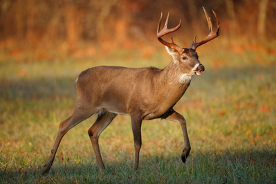 3 Popular Animals That Live in The Great Smoky Mountains