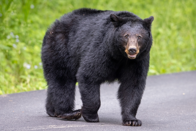 black bear on road in gatlinburg