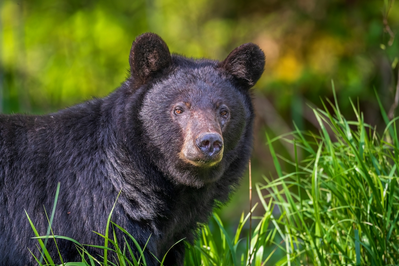 black bear smoky mountains