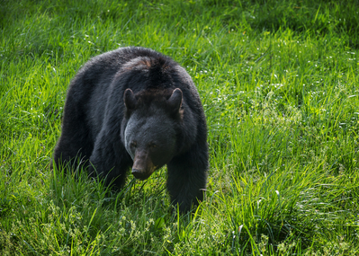 black bear in the grass