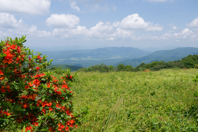 gregory bald view