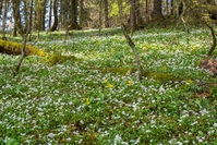 wildflowers in the smokies