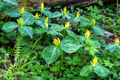 Yellow Trillium on the Cove Hardwood Nature Trail